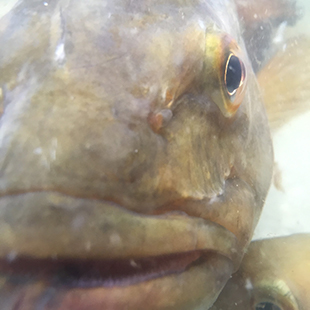 A close up of a fish's face underwater.